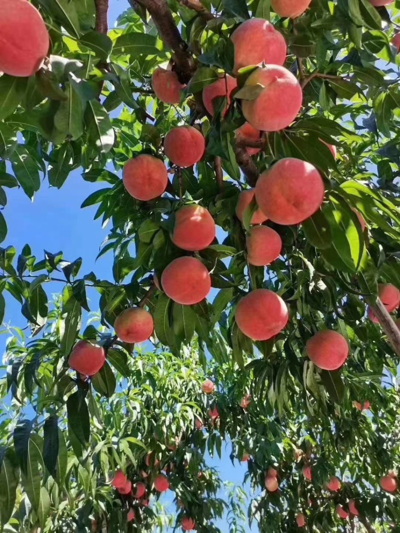 平谷区蜜桃