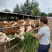 【推荐】改良肉牛牛犊活体包回收买十送一提供养殖技术资料