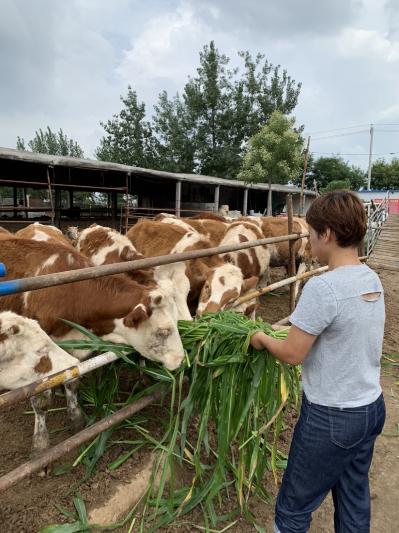 【推荐】改良肉牛牛犊活体包回收买十送一提供养殖技术资料