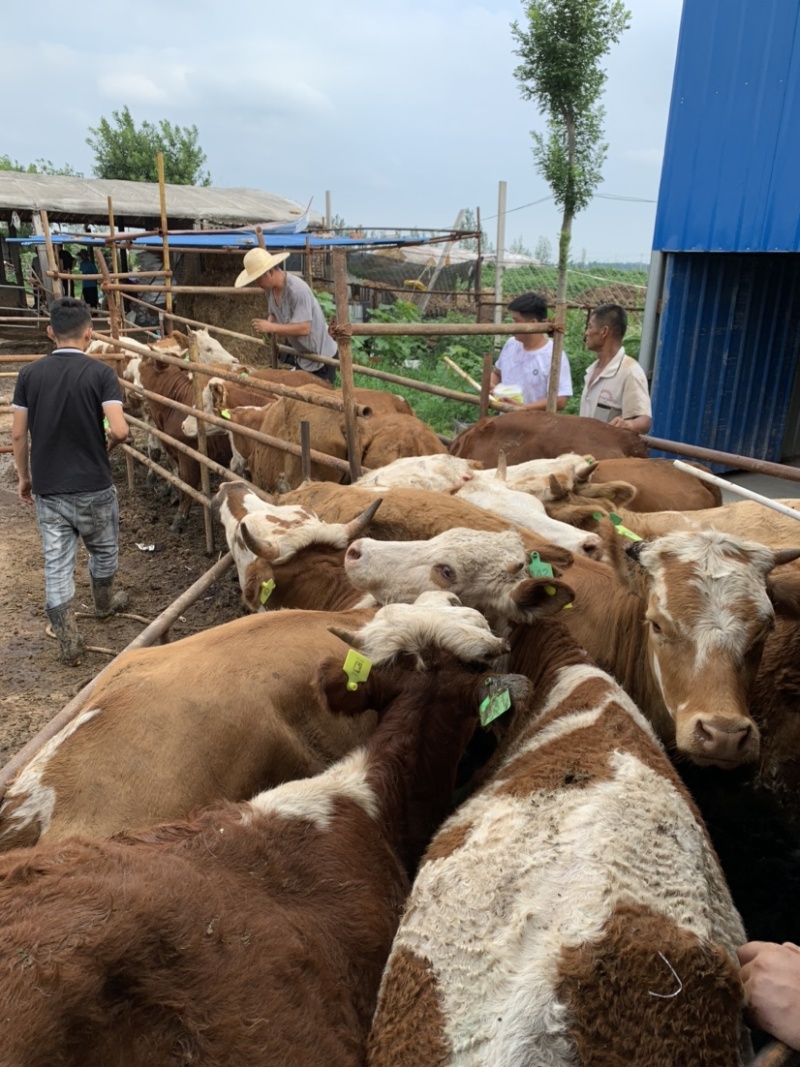 【推荐】改良肉牛牛犊活体包回收买十送一提供养殖技术资料