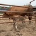 【推荐】改良肉牛牛犊活体包回收买十送一提供养殖技术资料