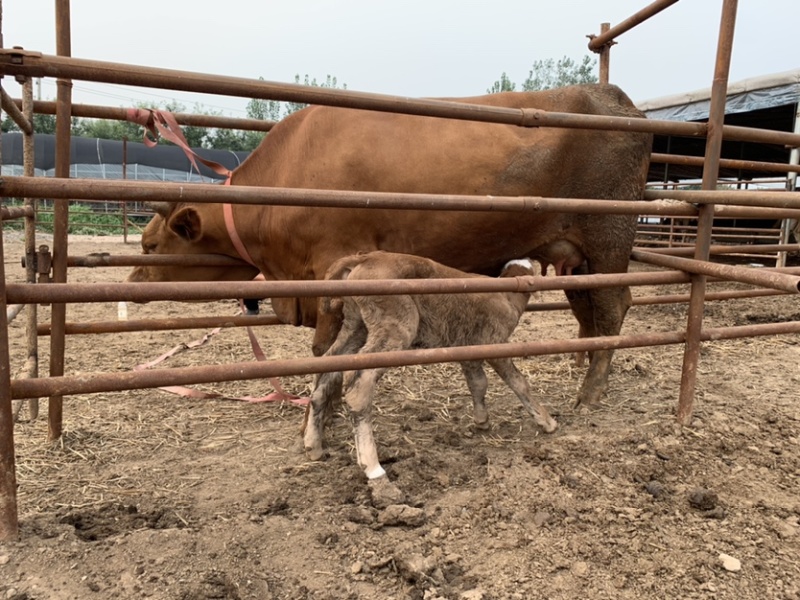 【推荐】改良肉牛牛犊活体包回收买十送一提供养殖技术资料