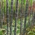 大灰种，基因种黑皮甘蔗大量上市！6～8斤，6～8cm，2