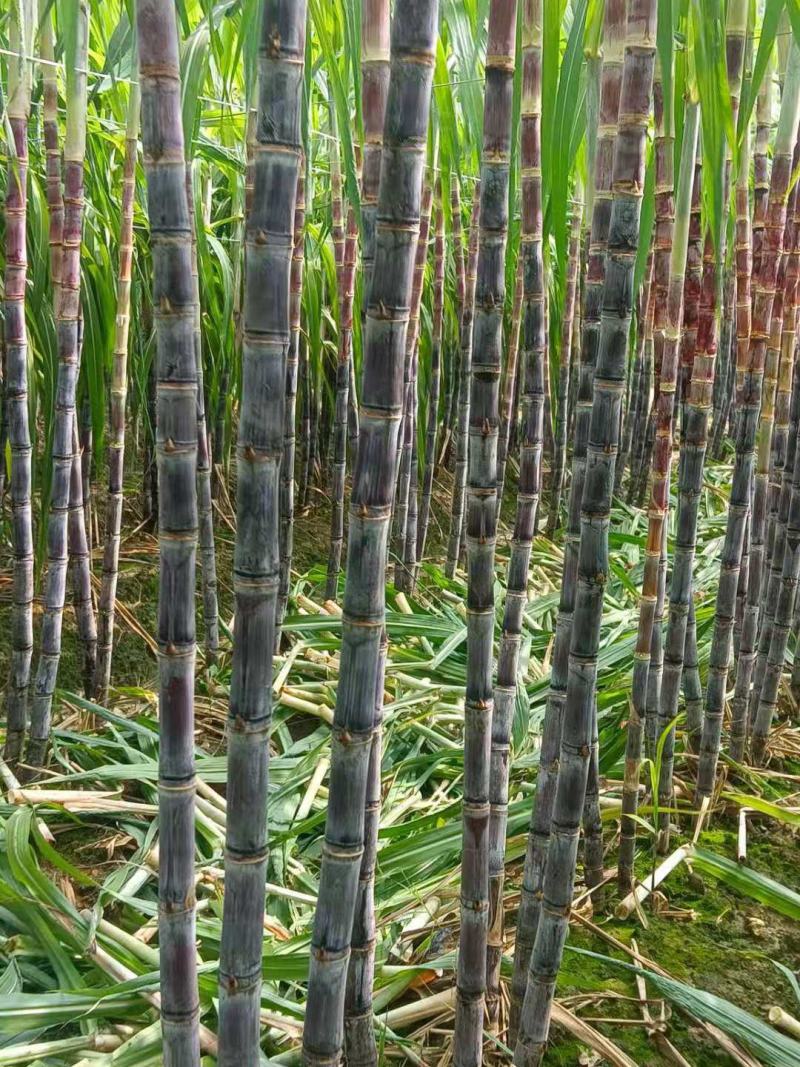 大灰种，基因种黑皮甘蔗大量上市！6～8斤，6～8cm，2