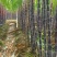 大灰种，基因种黑皮甘蔗大量上市！6～8斤，6～8cm，2
