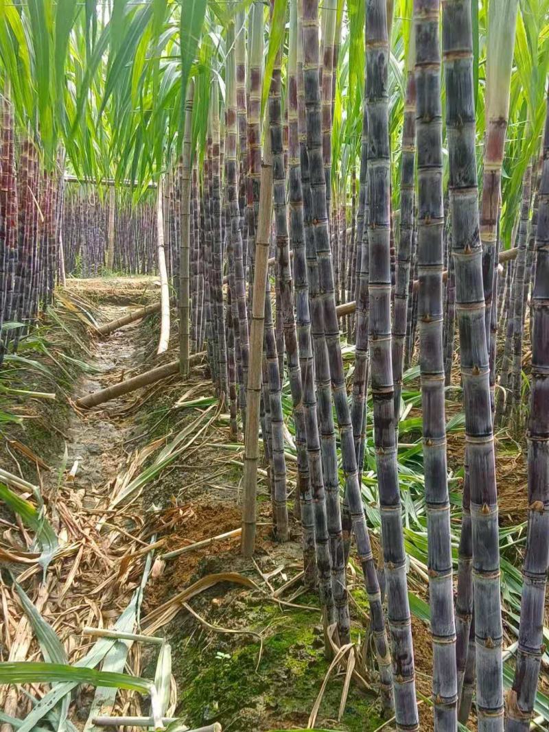 大灰种，基因种黑皮甘蔗大量上市！6～8斤，6～8cm，2