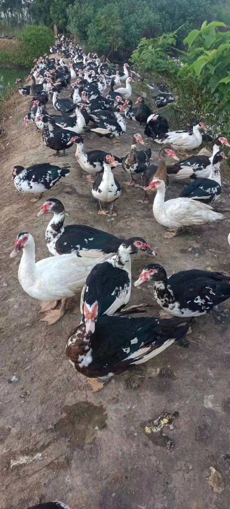 黑番公