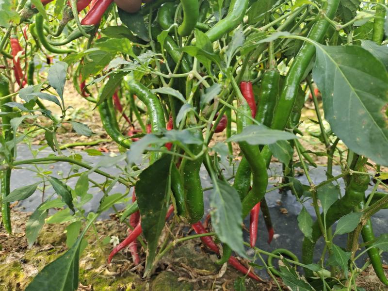 忻州线椒L3红线椒丽都红红辣椒大量上市