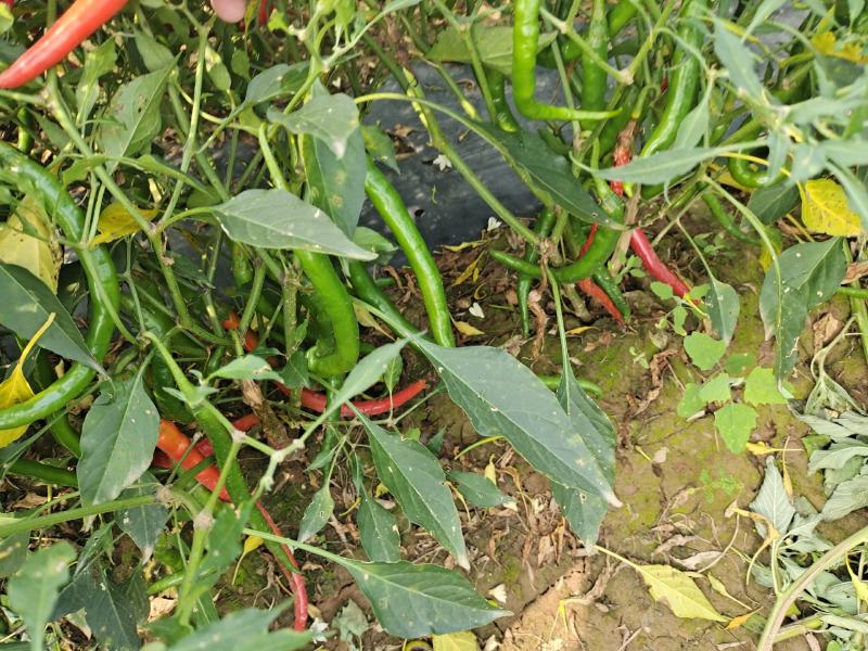 忻州线椒L3红线椒丽都红红辣椒大量上市