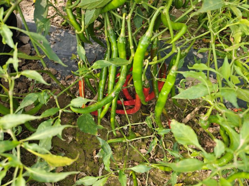 忻州线椒L3红线椒丽都红红辣椒大量上市