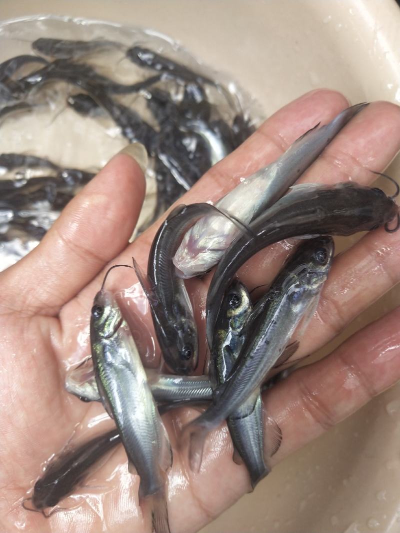 经本苗场培育的叉尾鱼苗品种优良，抗病能力强成活率高，生长
