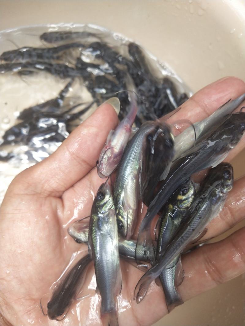 经本苗场培育的叉尾鱼苗品种优良，抗病能力强成活率高，生长