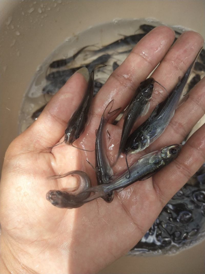 经本苗场培育的叉尾鱼苗品种优良，抗病能力强成活率高，生长