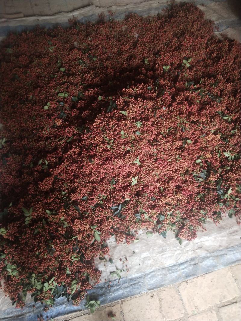 大红袍花椒，狮子头花椒，有干货，鲜货，今年新品！