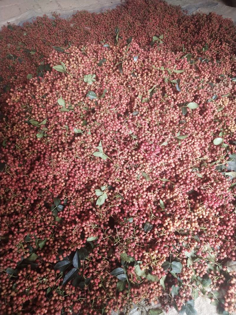 大红袍花椒，狮子头花椒，有干货，鲜货，今年新品！