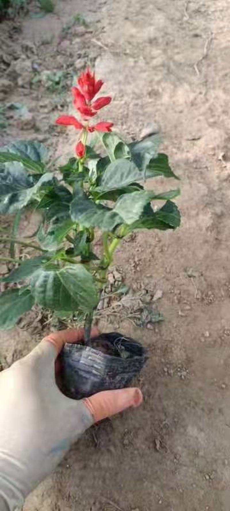 一串红，大小杯都有，品质好，苗圃便宜处理，需要的联系