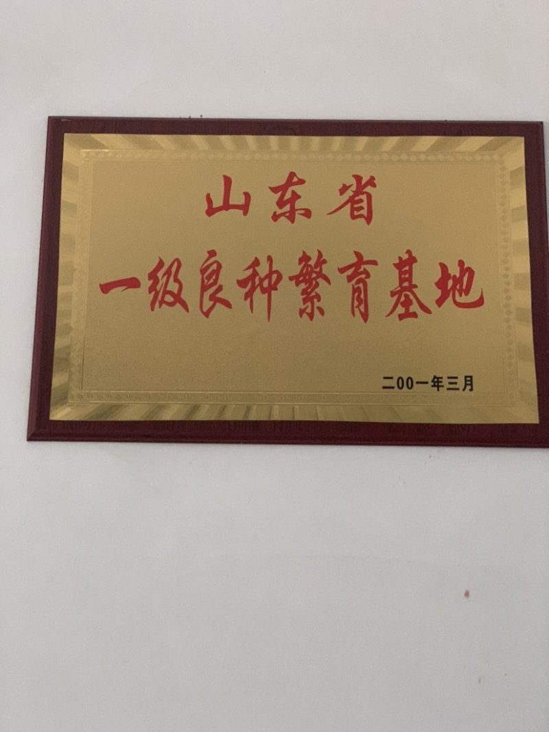 （热销)活体西门塔尔肉牛犊包技术包回收耐粗食抗病能力强