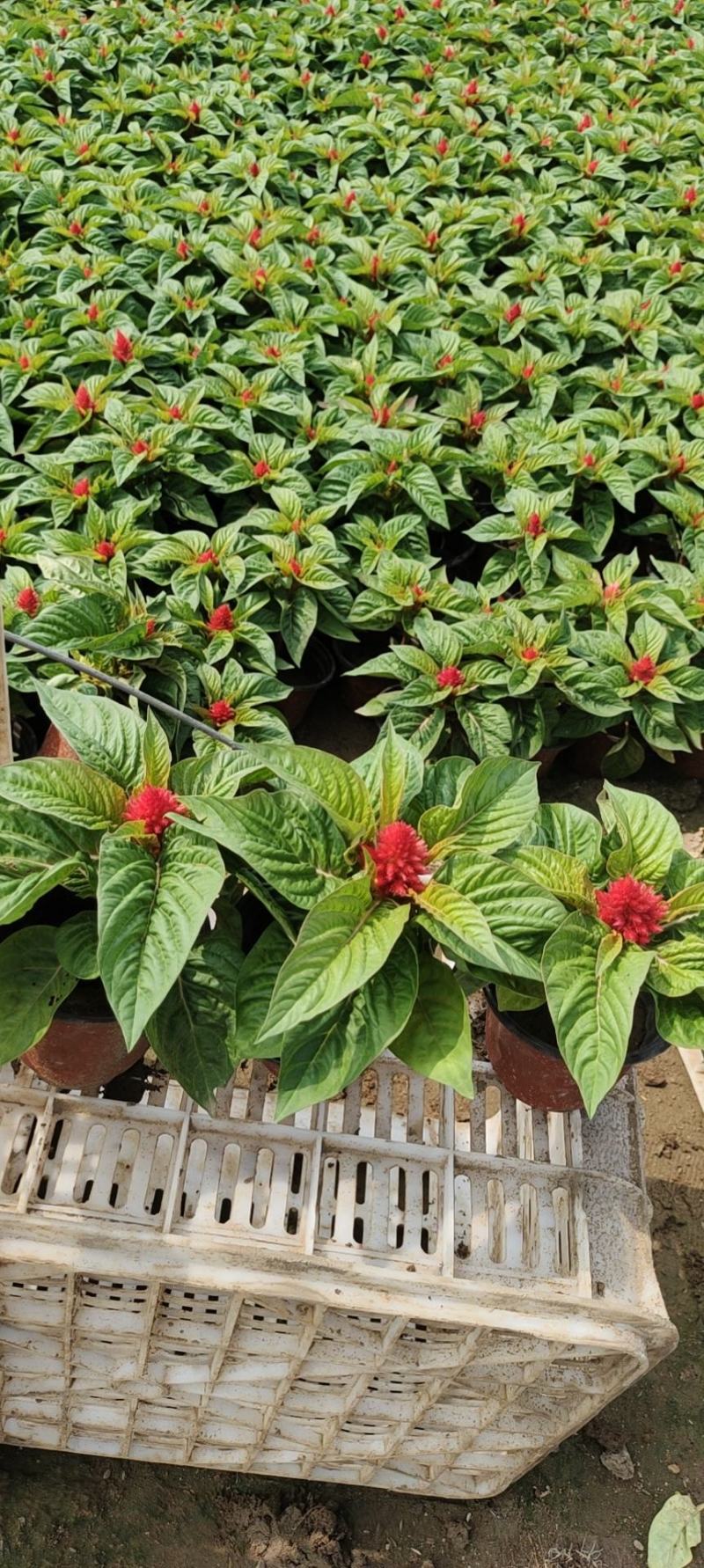 红叶红花鸡冠花一支笔绿叶红花苗圃低价出售