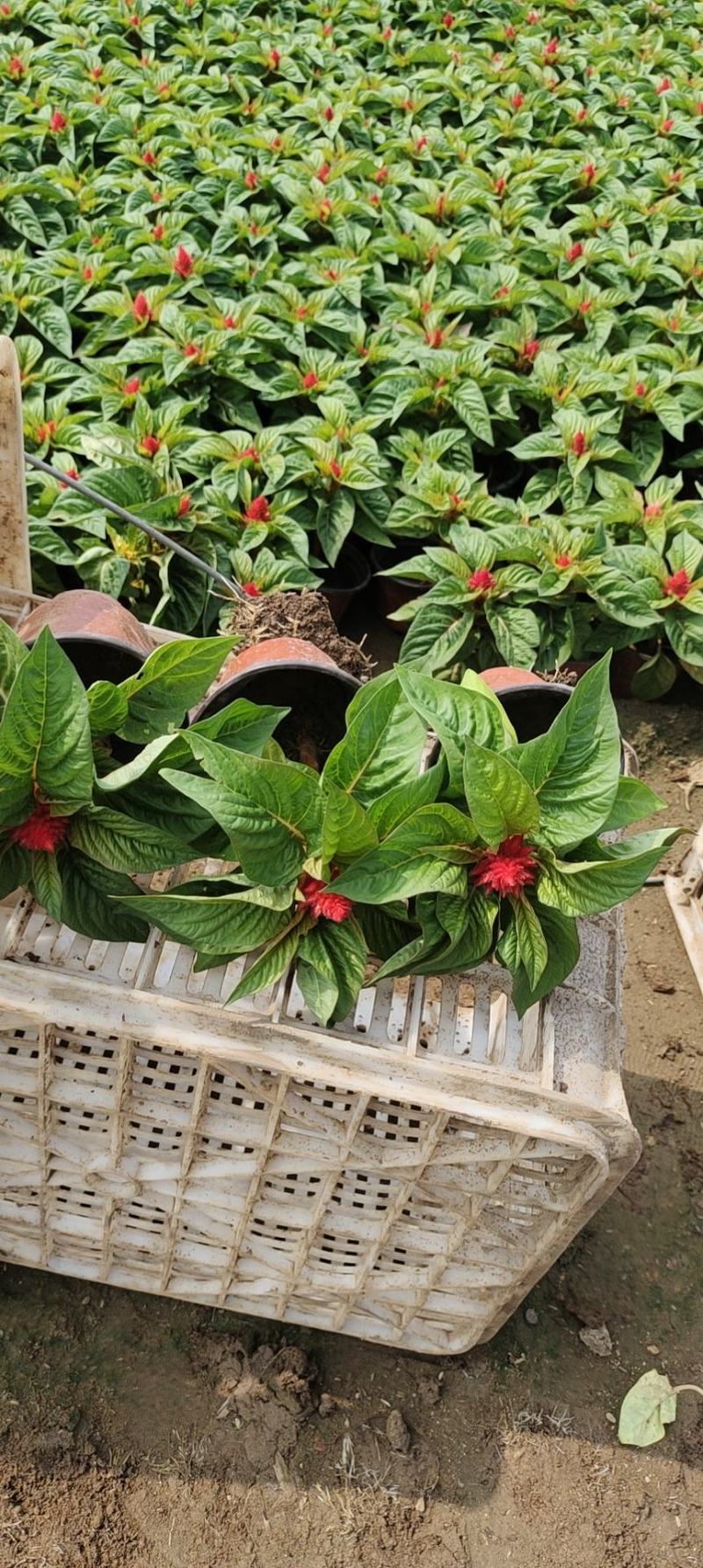 红叶红花鸡冠花一支笔绿叶红花苗圃低价出售