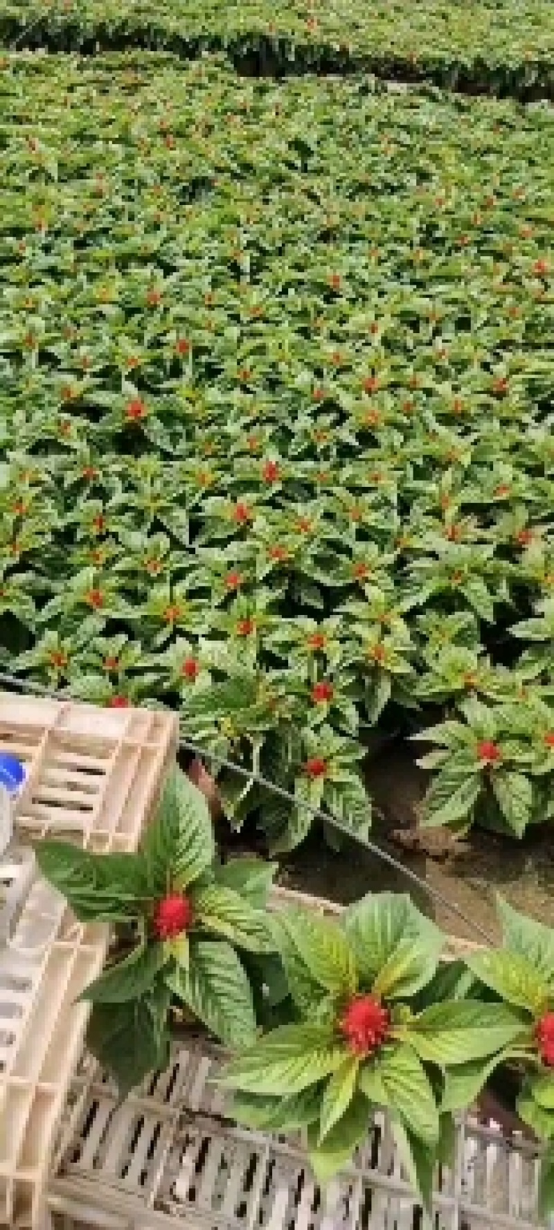 红叶红花鸡冠花一支笔绿叶红花苗圃低价出售