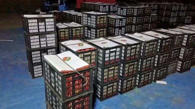 景泰陆地硬粉西红柿二层果大量上市
