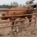 （热销)改良肉牛鲁西黄牛牛犊买十送一全程技术指导