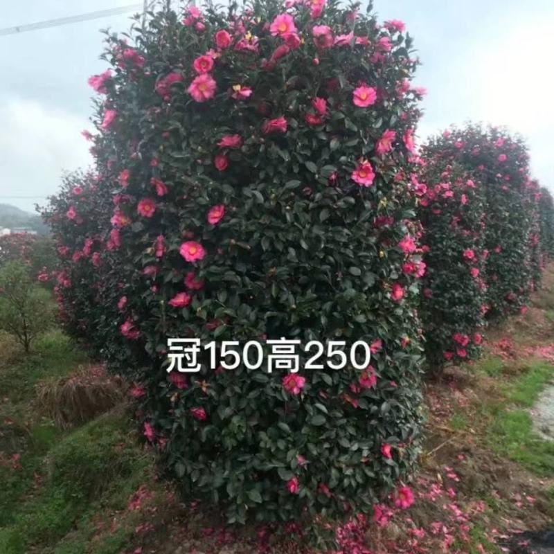 精品茶梅，精品茶梅各种款式都有