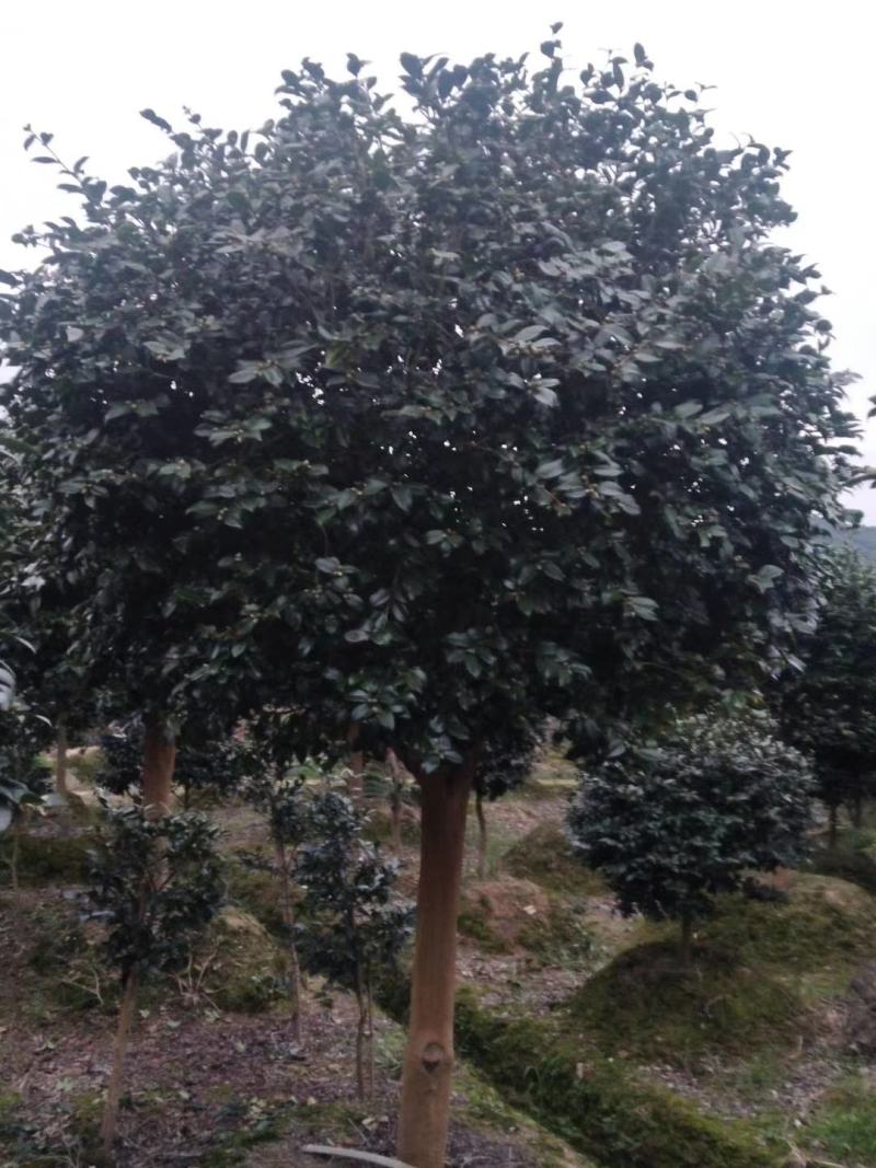 精品茶梅，精品茶梅各种款式都有
