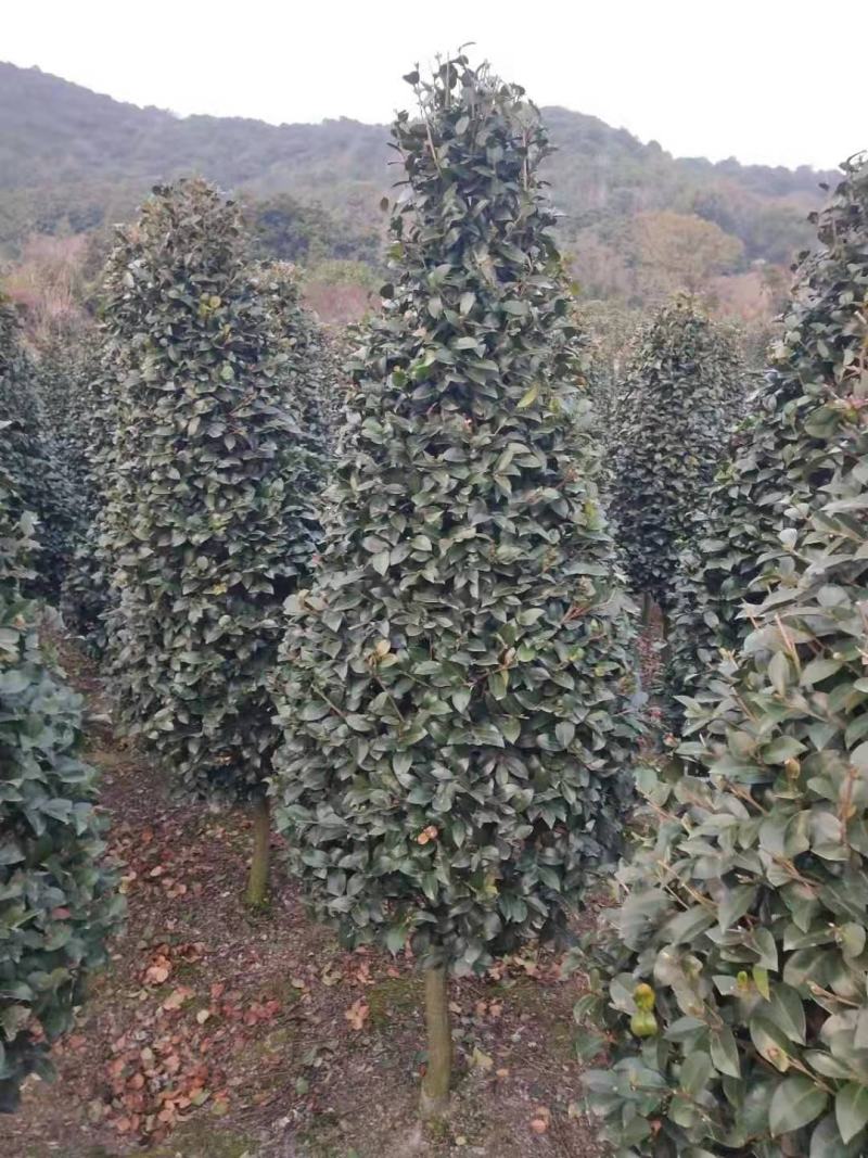 精品茶梅，精品茶梅各种款式都有