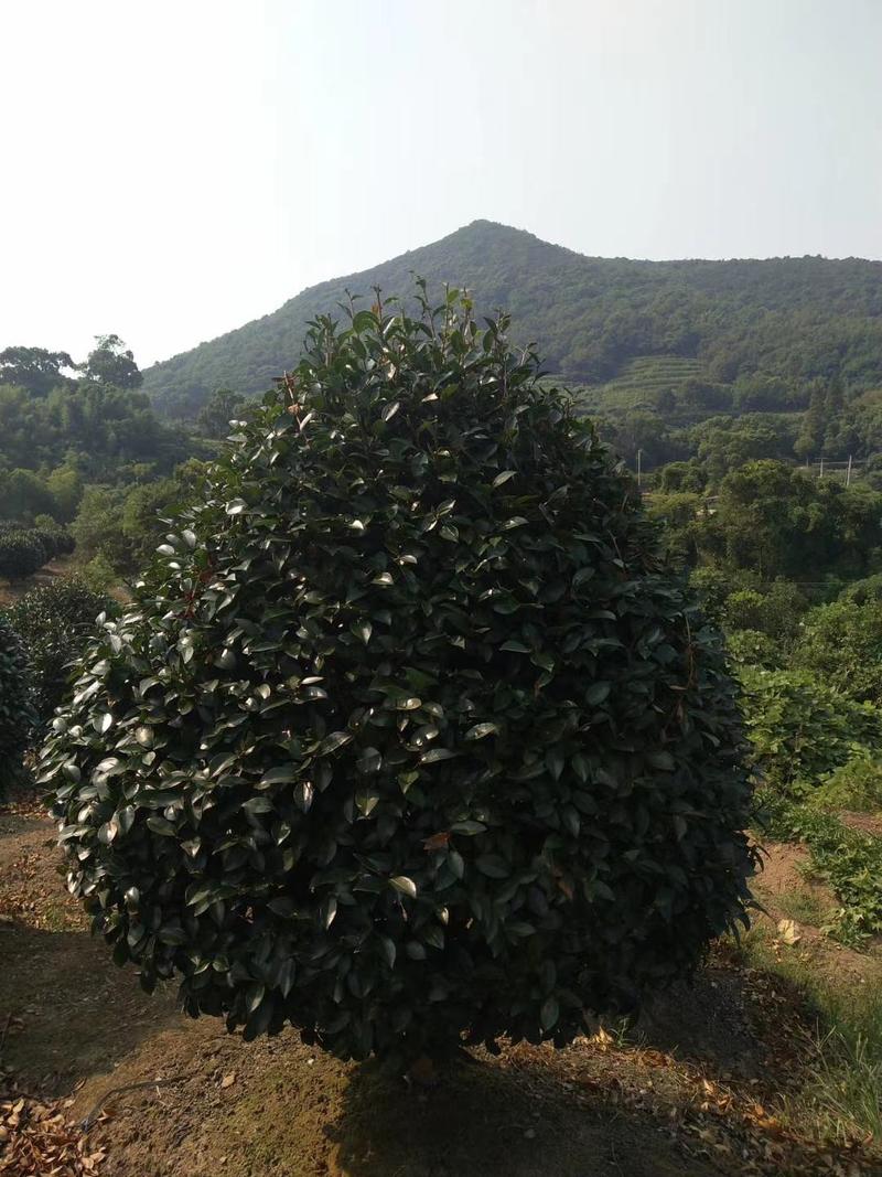 精品茶梅，精品茶梅各种款式都有