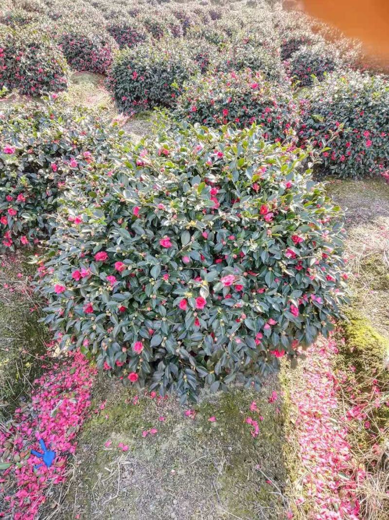 精品茶梅，精品茶梅各种款式都有