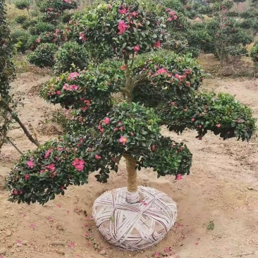 精品茶梅，精品茶梅各种款式都有