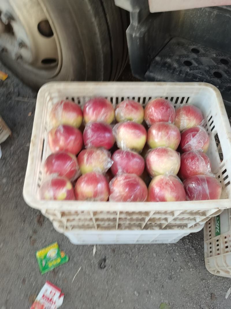 秦皇岛市昌黎县美八苹果大量上市，物美价廉量大从优。