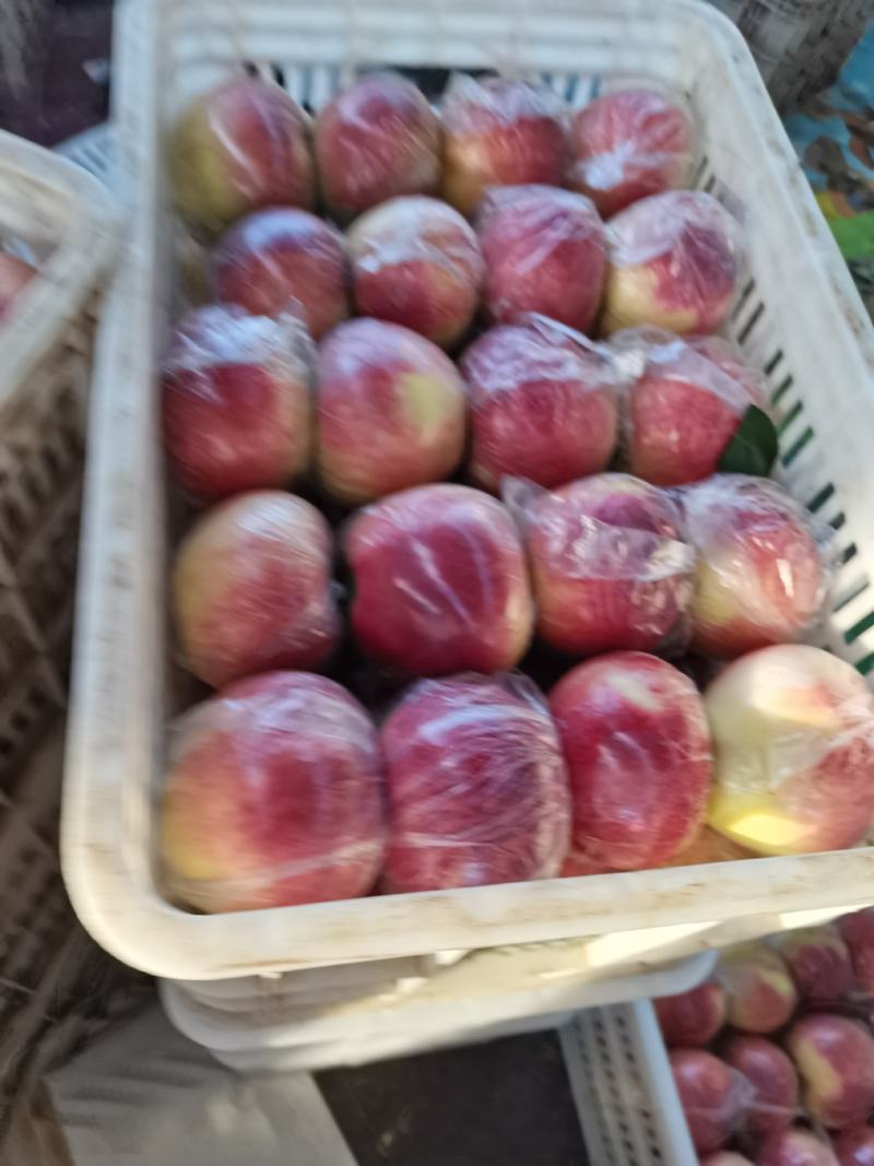 秦皇岛市昌黎县美八苹果大量上市，物美价廉量大从优。