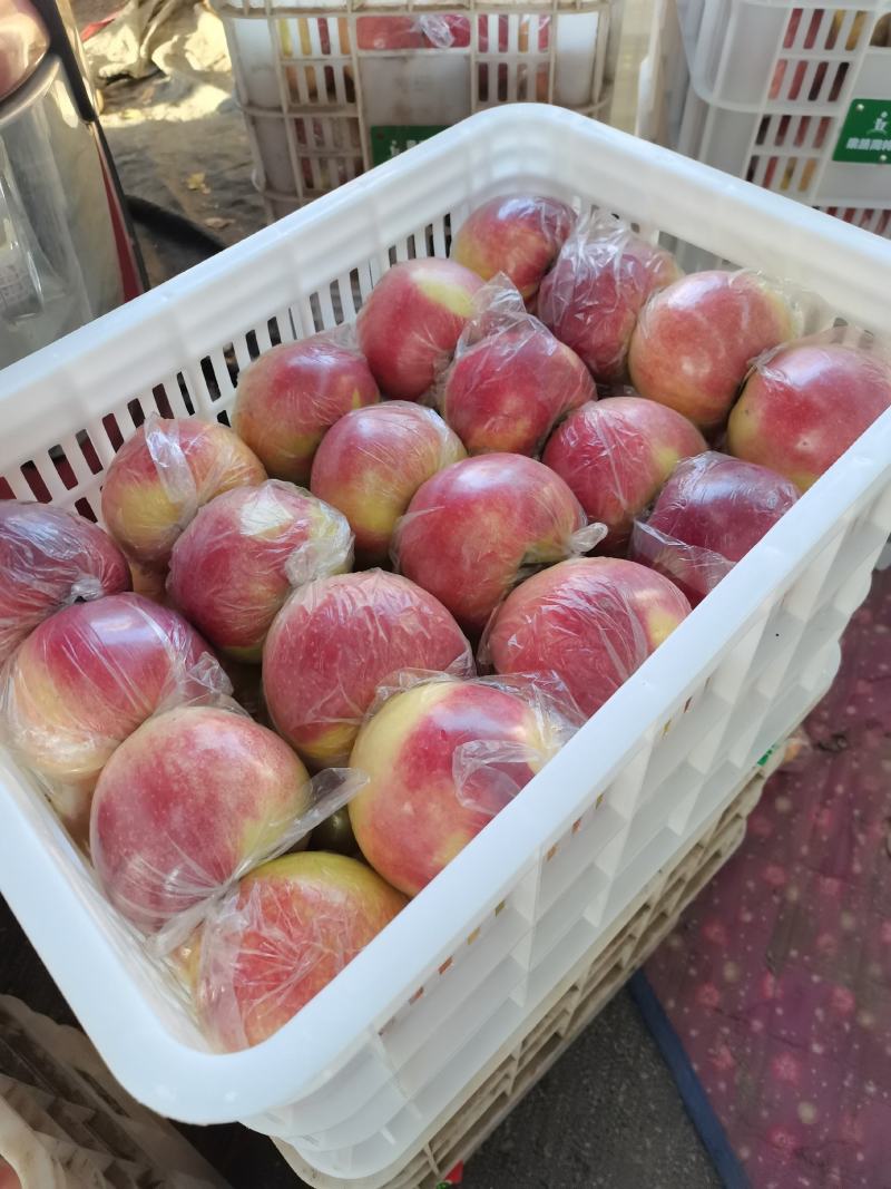 秦皇岛市昌黎县美八苹果大量上市，物美价廉量大从优。