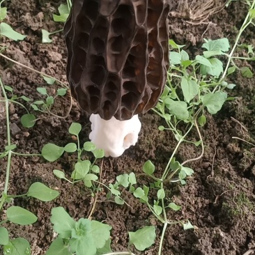 羊肚菌菌种