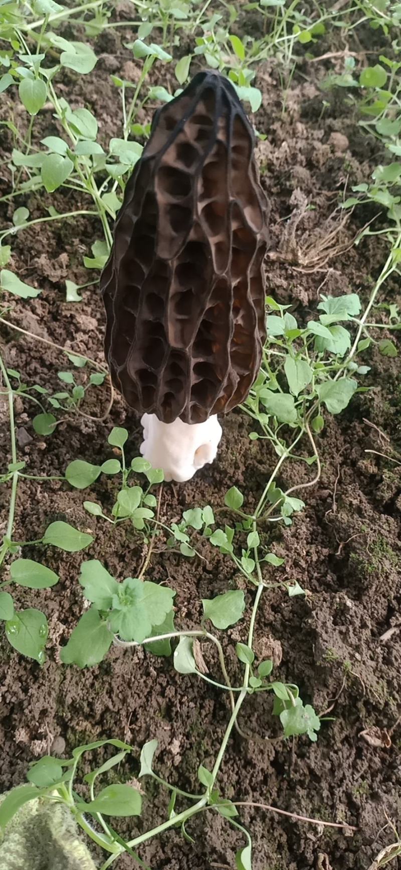 羊肚菌菌种