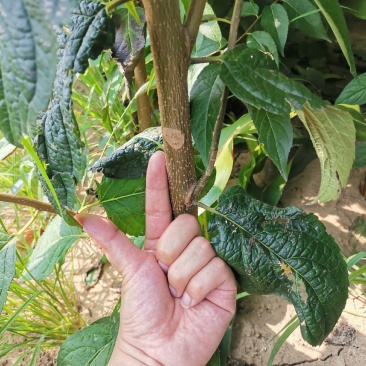 杜仲树苗自家种植！便宜出啦
