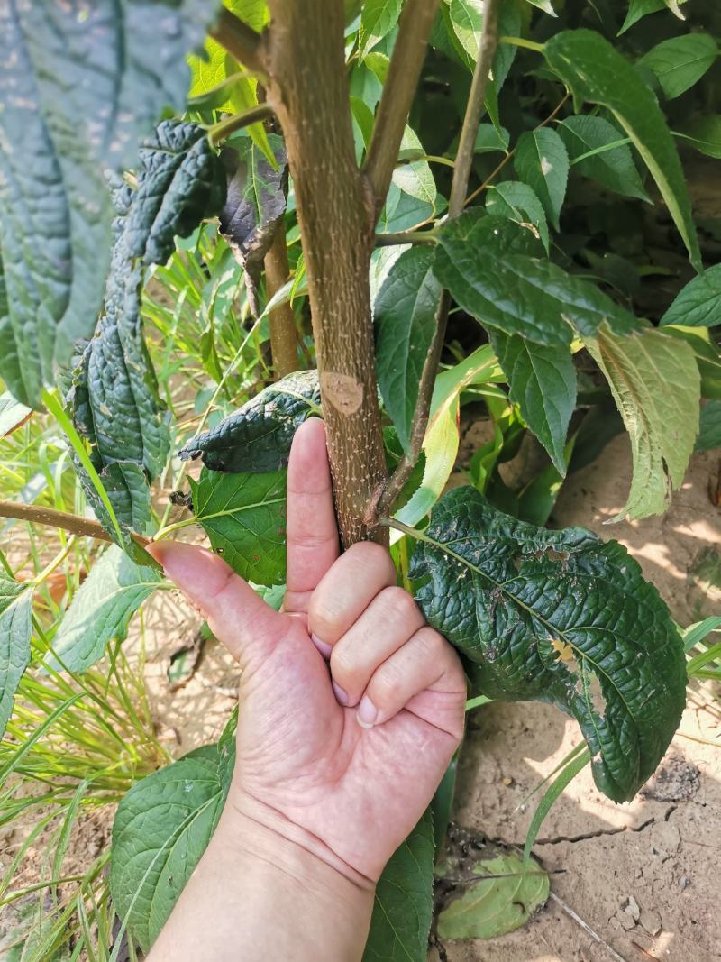 杜仲树苗自家种植！便宜出啦