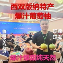 果园批发：版纳青皮爆汁葡萄柚提早上市经销批发