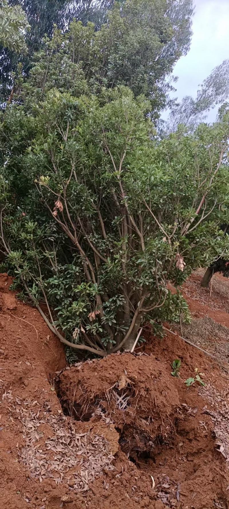 精品杨梅树（断根苗）基地直供