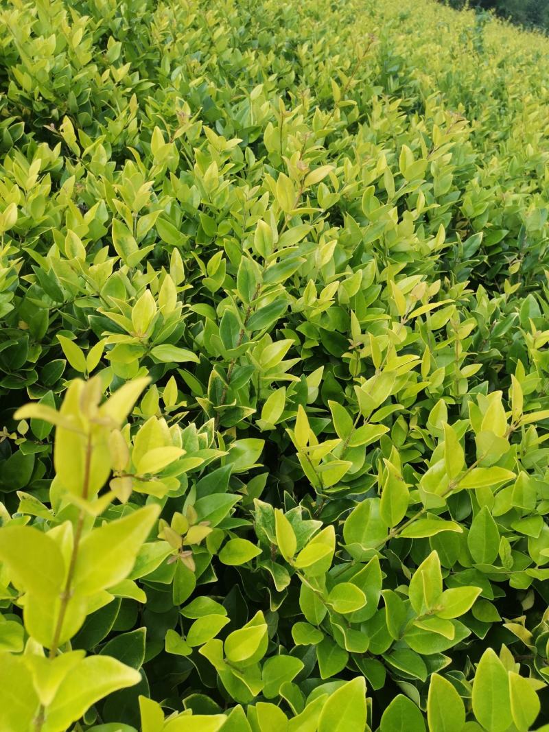 金森女贞杯苗13×15大杯金森女贞陕西金森女贞