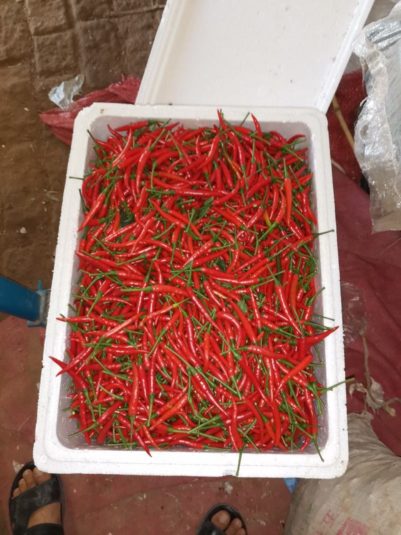 小米椒