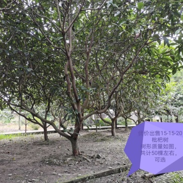绿化树