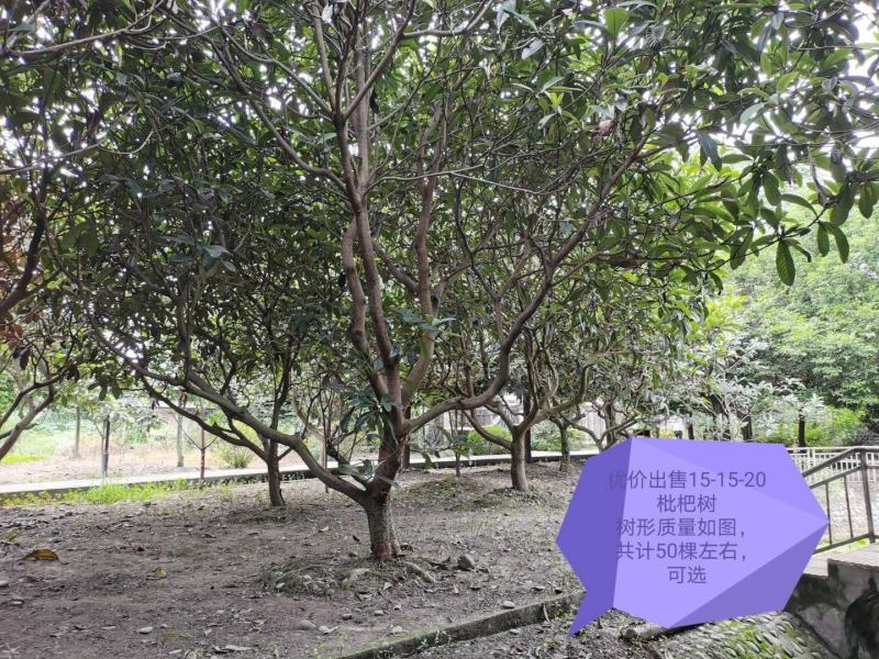 绿化树