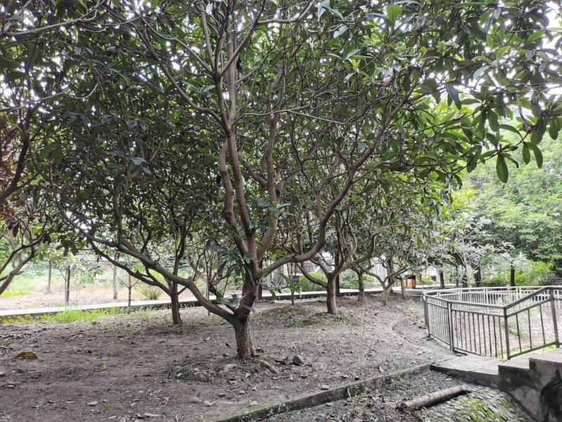 绿化树