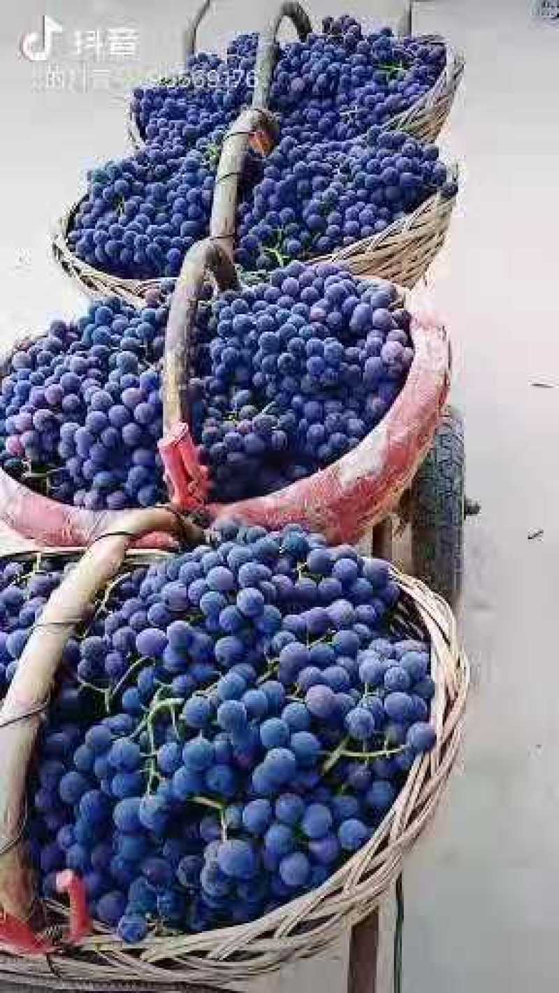 巨峰葡萄