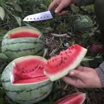 湖北麒麟晚瓜大量上市皮薄肉厚口感脆甜每天现在现发！