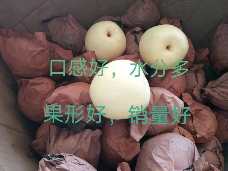 套袋金花梨，可视频看货，原产地直供支持线上交易有保障