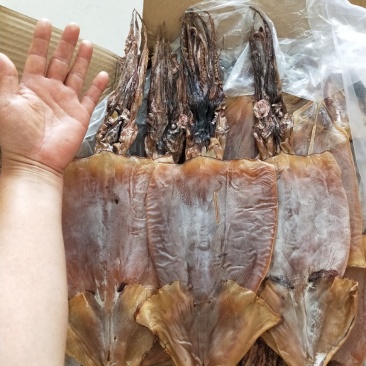 鱿鱼干盐干质量好干度7成左右1箱20斤一手货源不包邮